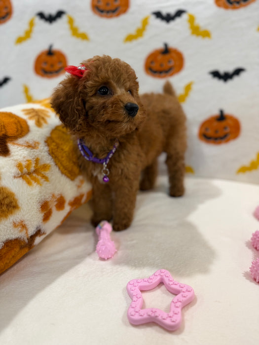 REYNA (ACA Mini Poodle)