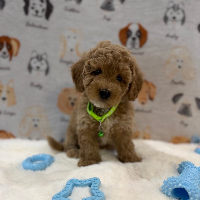 ABE (Mini Poodle)