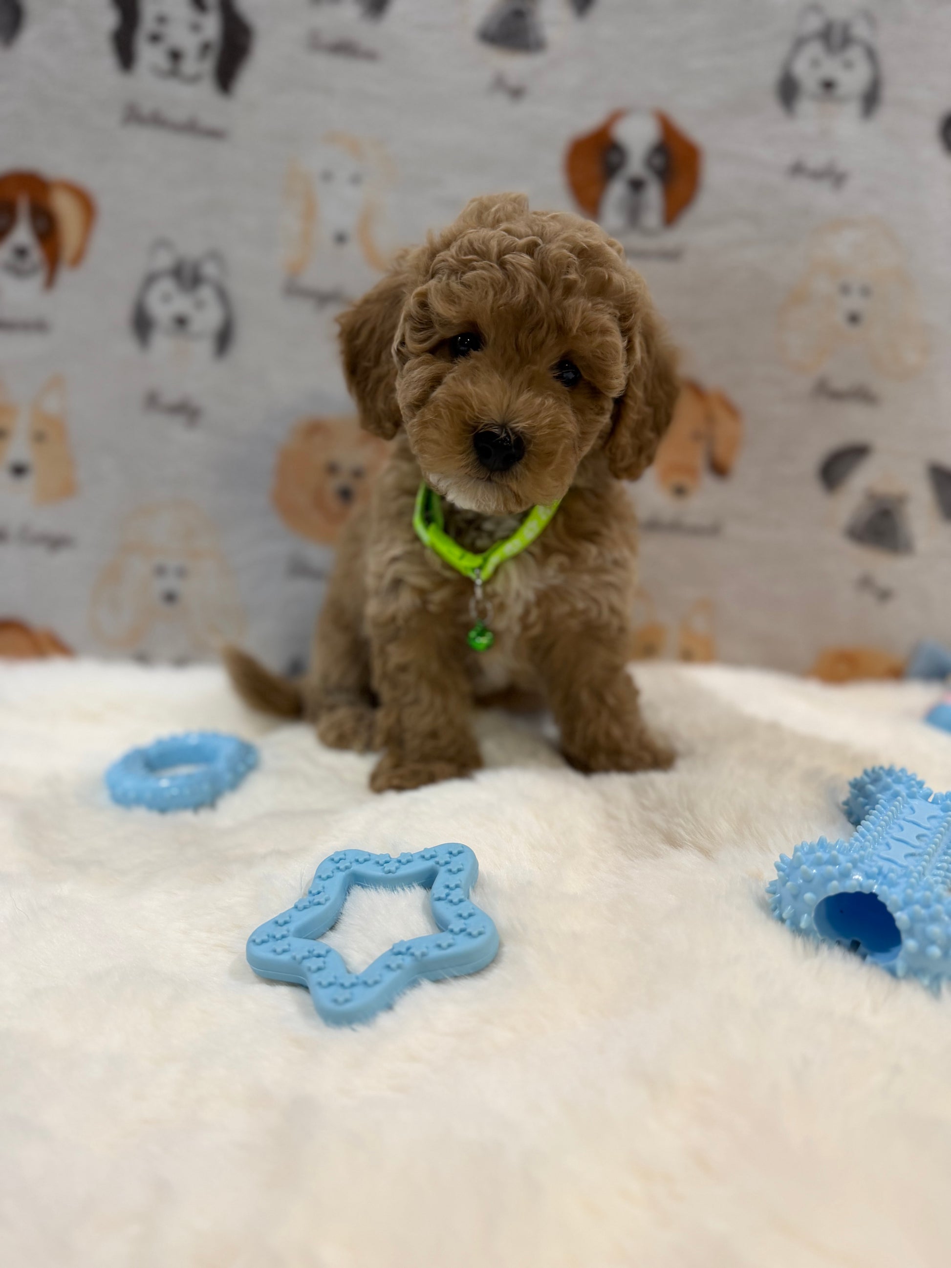 ABE (Mini Poodle)