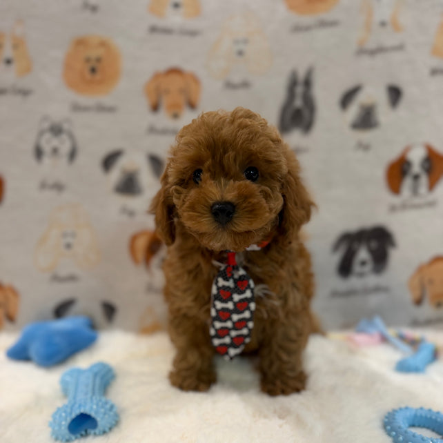 BINGO (AKC Mini Poodle)