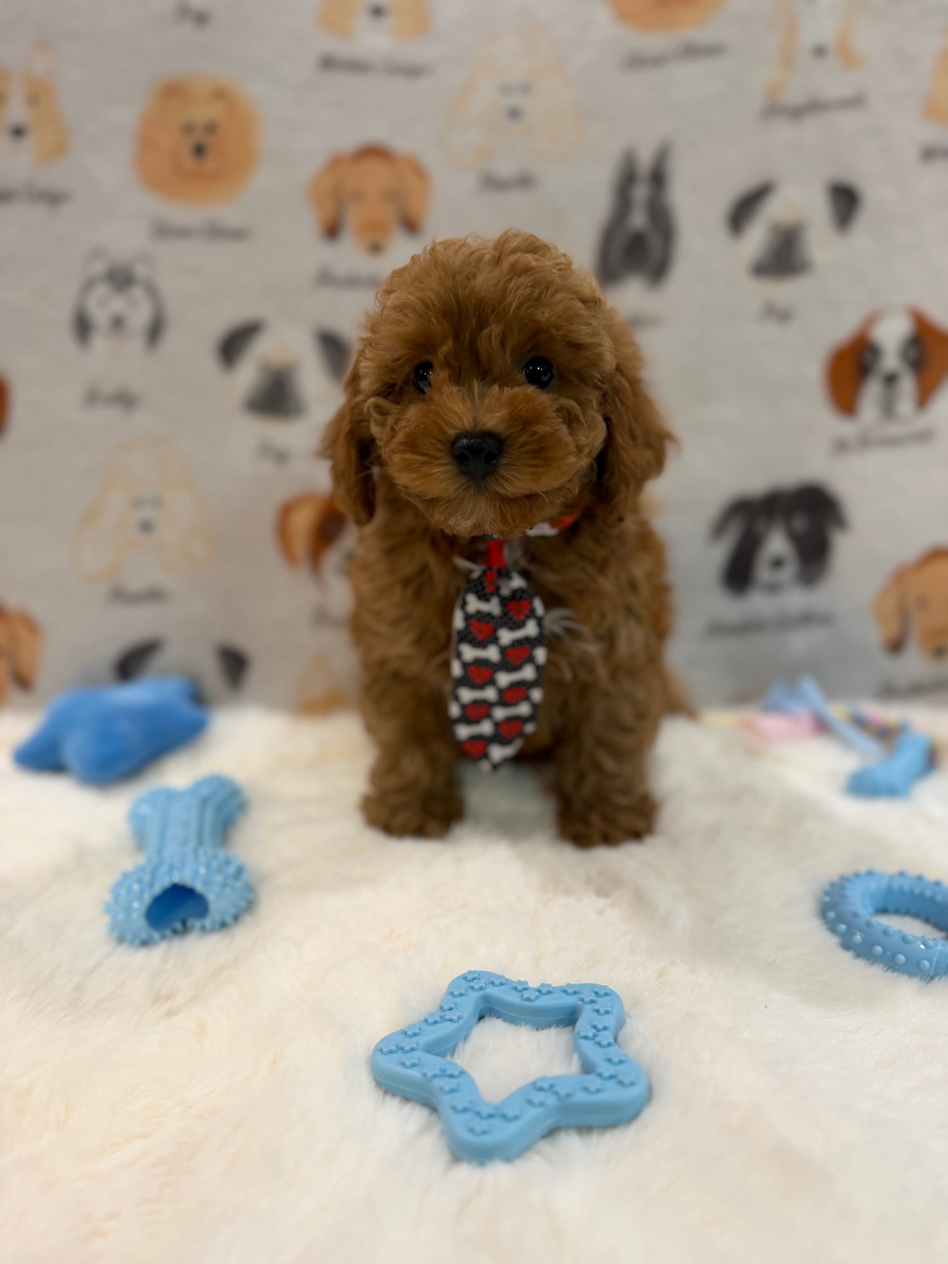 BINGO (AKC Mini Poodle)