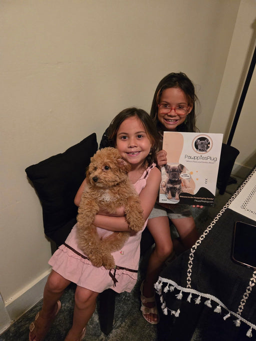 Sasha (Toy/Mini Bichon Poodle)