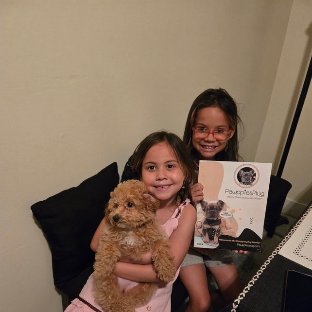 Sasha (Toy/Mini Bichon Poodle)