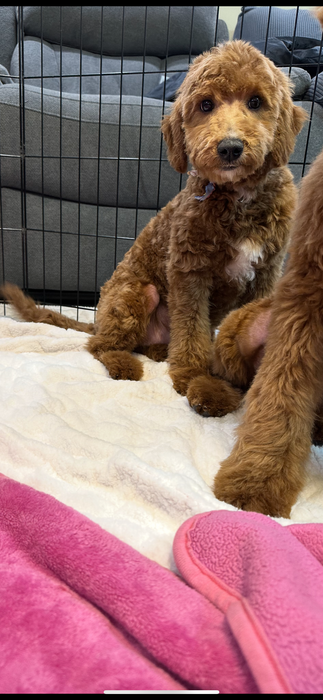Bruno (Mini-Goldendoodle F1B)