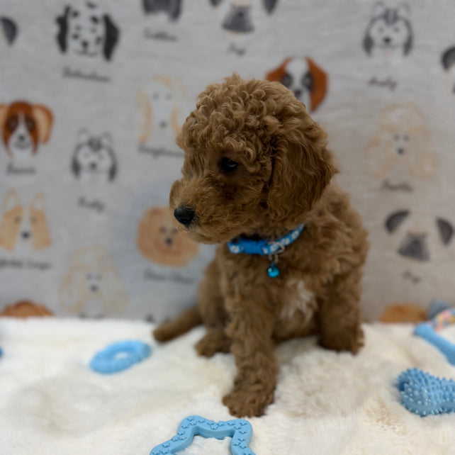ANGEL (Mini Poodle)