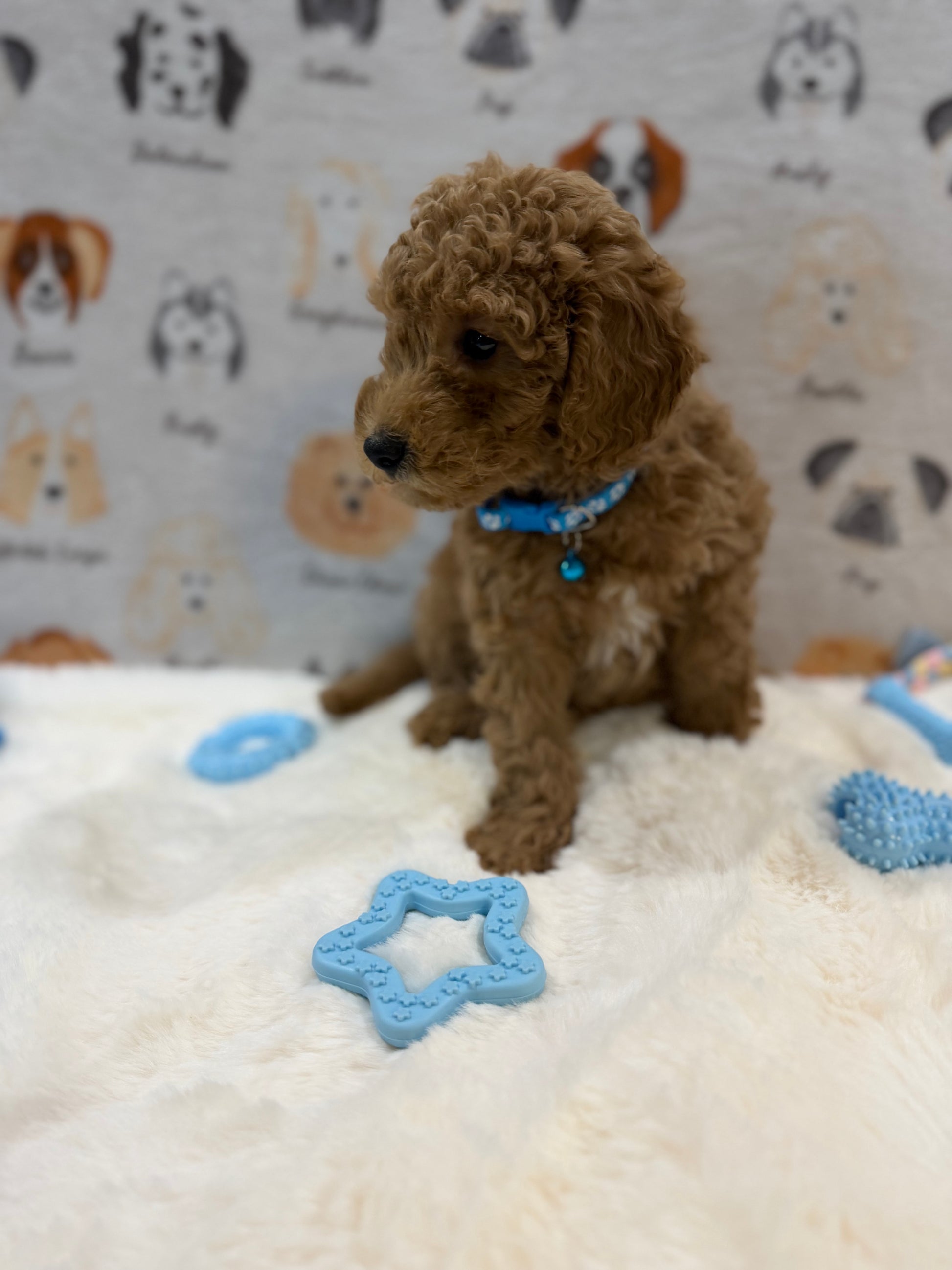 ANGEL (Mini Poodle)