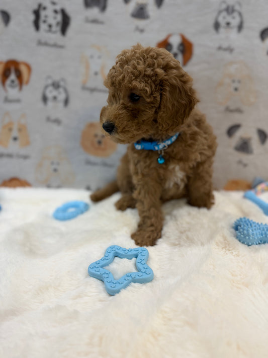 ANGEL (Mini Poodle)