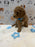 ANGEL (Mini Poodle)
