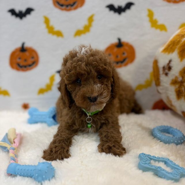 BAXTER (AKC Mini Poodle)