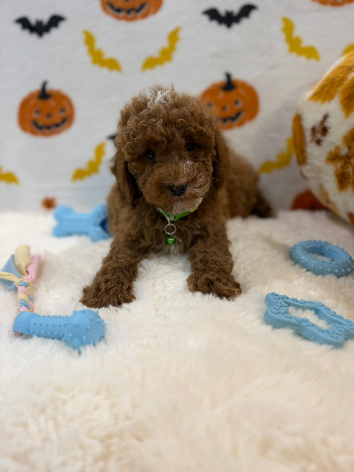 BAXTER (AKC Mini Poodle)