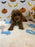 BAXTER (AKC Mini Poodle)
