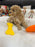 Amara (Mini-Poodle)