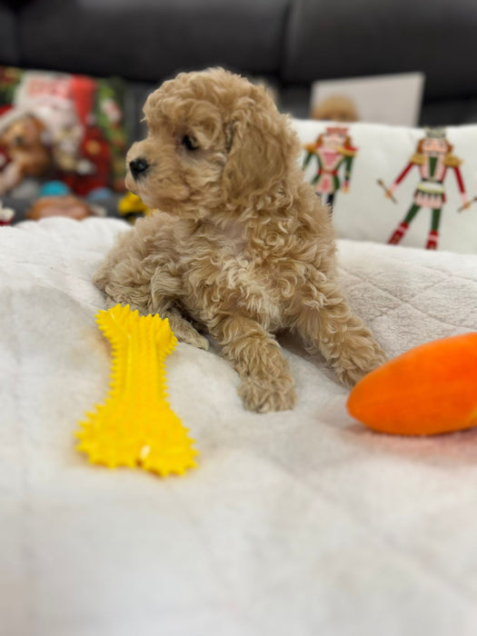 Amara (Mini-Poodle)