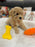 Amara (Mini-Poodle)