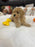 Amara (Mini-Poodle)