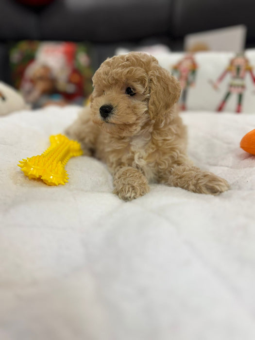 Amara (Mini-Poodle)
