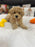 Amara (Mini-Poodle)
