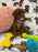 Angela (Miniature Poodle)