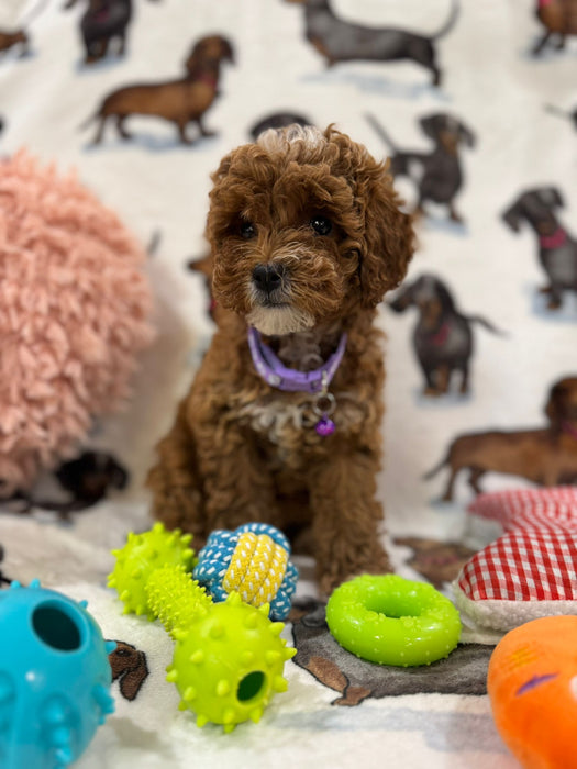 Angela (Miniature Poodle)