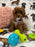 Angela (Miniature Poodle)