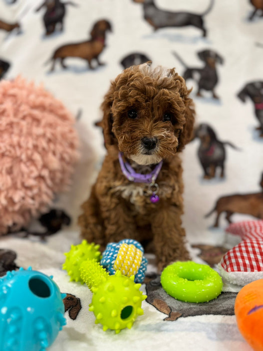 Angela (Miniature Poodle)