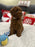 Aiden (Toy Poodle)