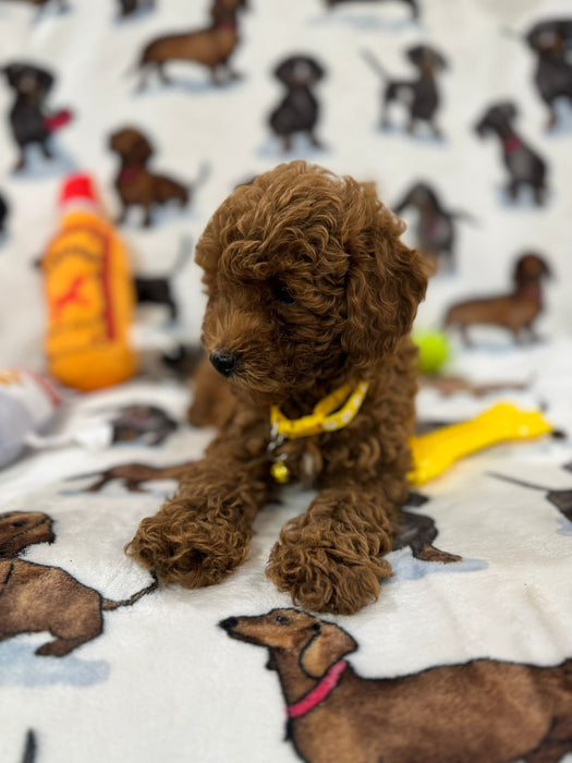 Andy (Miniature Poodle)