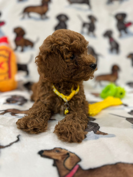 Andy (Miniature Poodle)