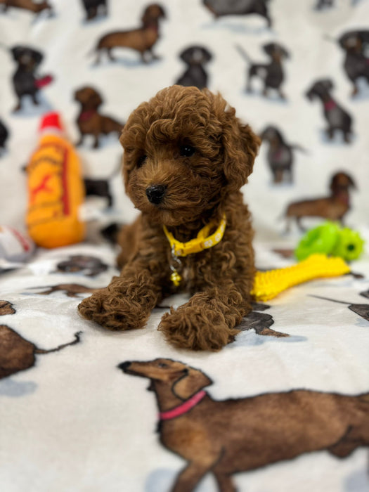 Andy (Miniature Poodle)