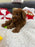 Ashton (Toy Poodle)