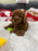 Ashton (Toy Poodle)