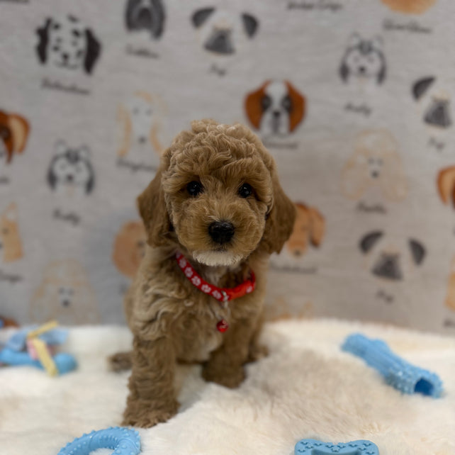 ANDY (Mini Poodle)