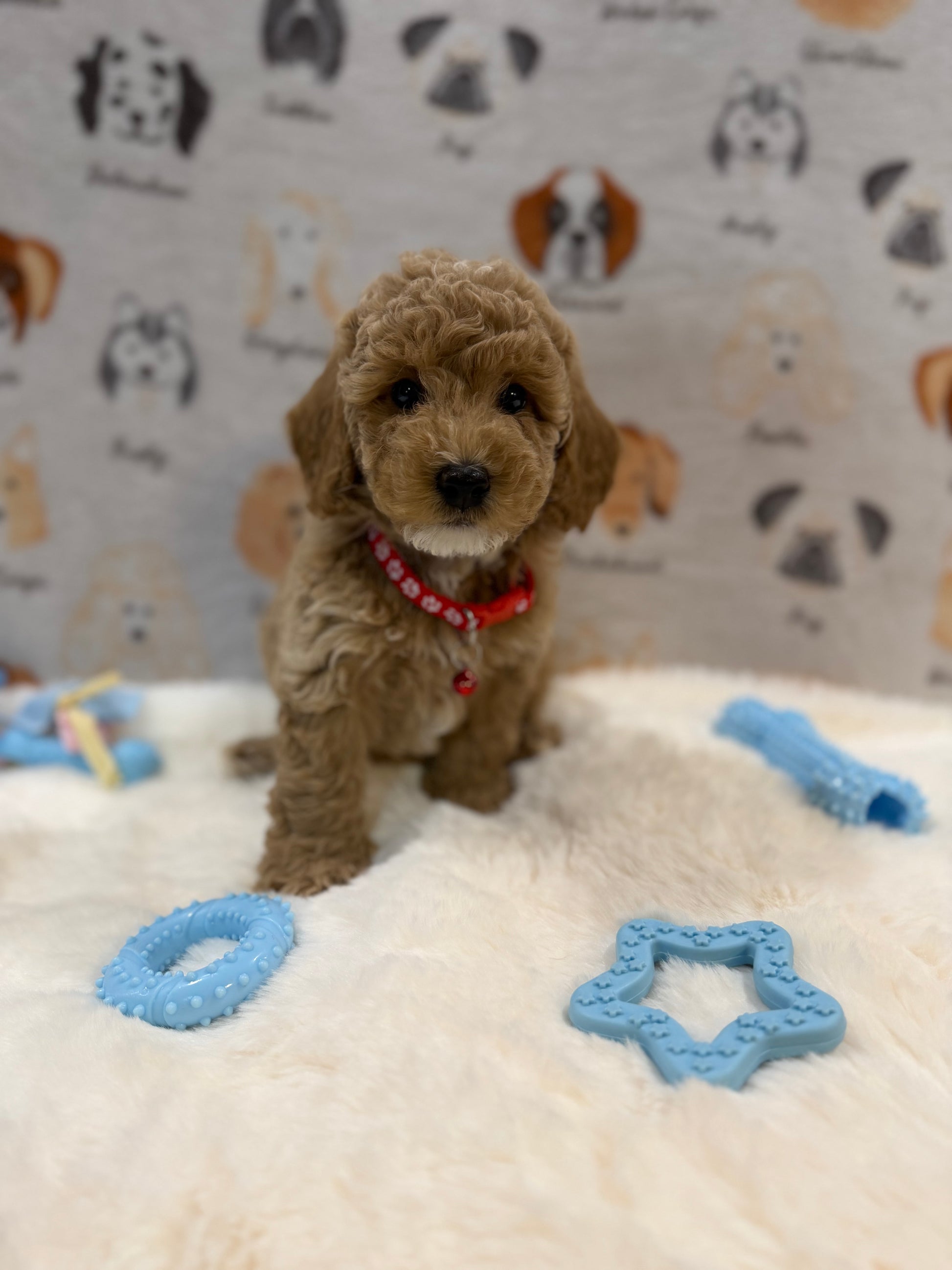 ANDY (Mini Poodle)