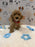 ANDY (Mini Poodle)