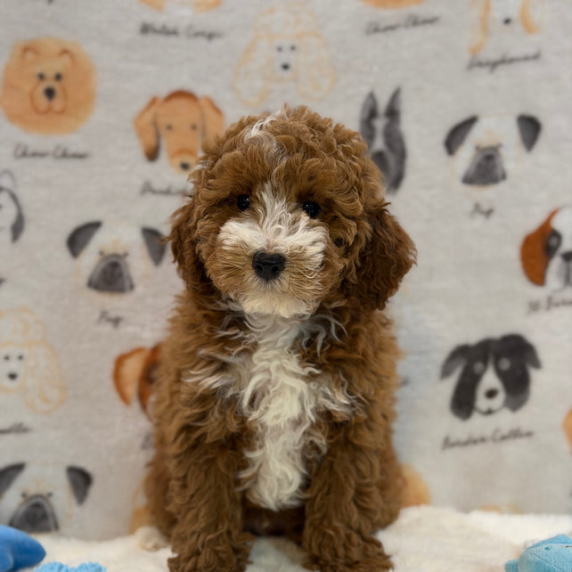 TONY (AKC Mini Poodle)