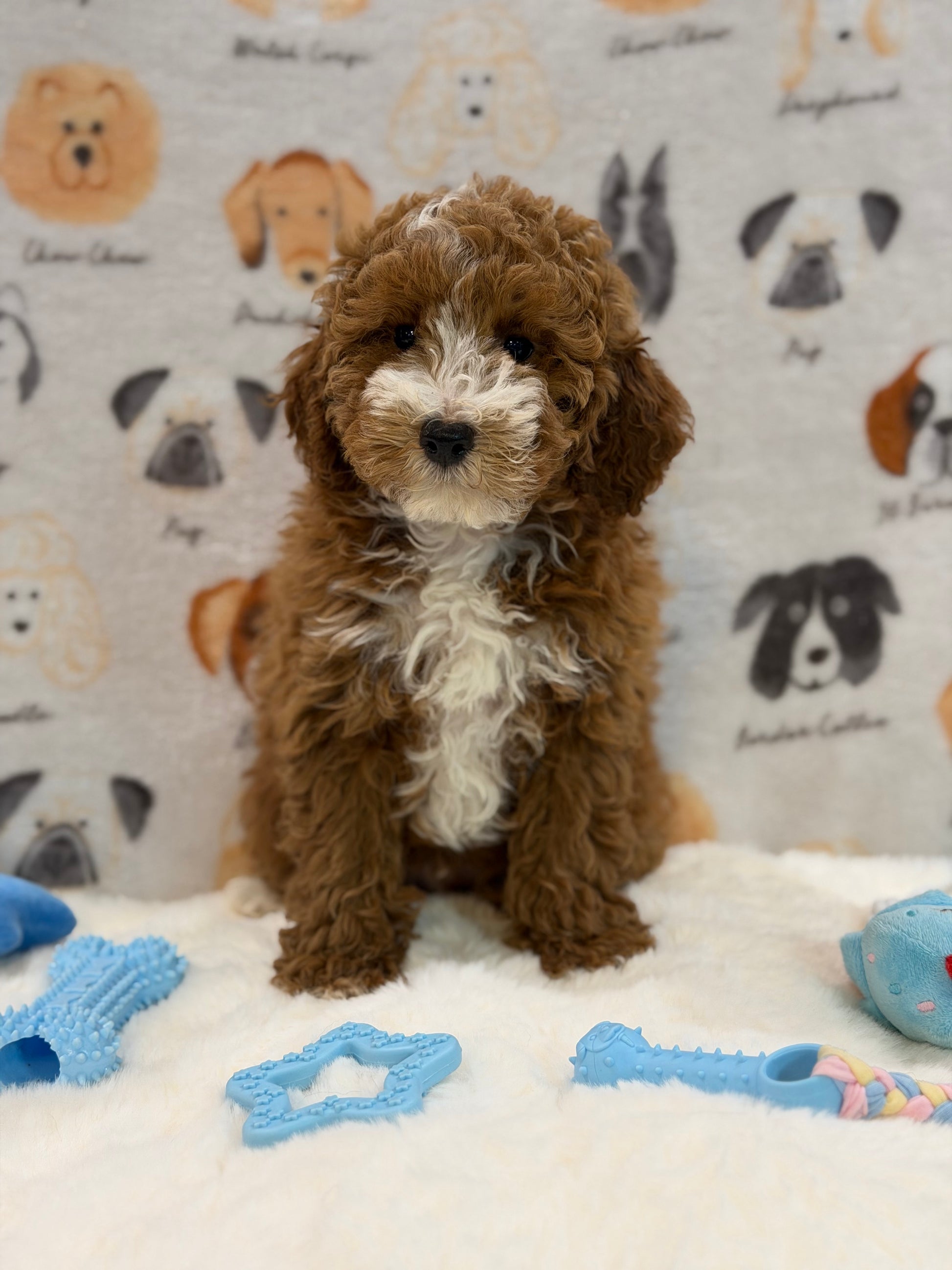 TONY (AKC Mini Poodle)