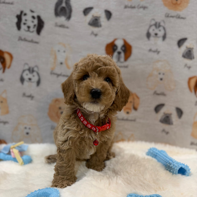 ANDY (Mini Poodle)