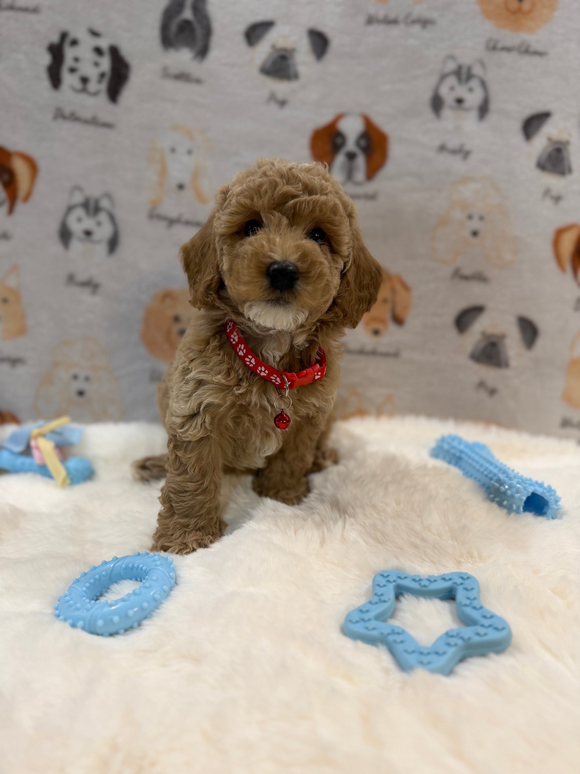 ANDY (Mini Poodle)