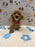 ANDY (Mini Poodle)