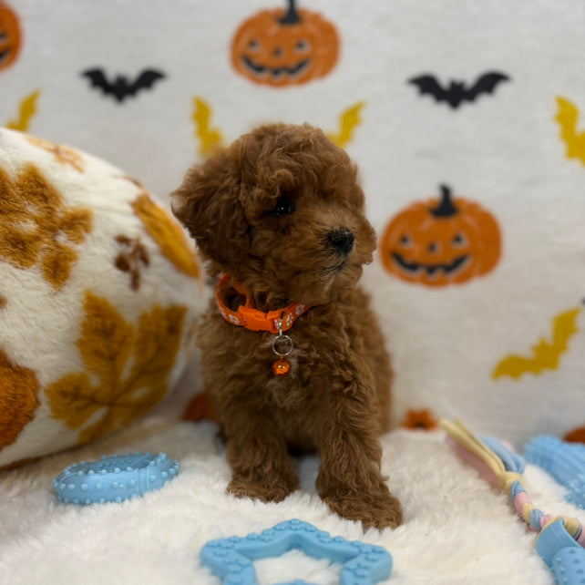 BENTLEY (AKC Toy Poodle)