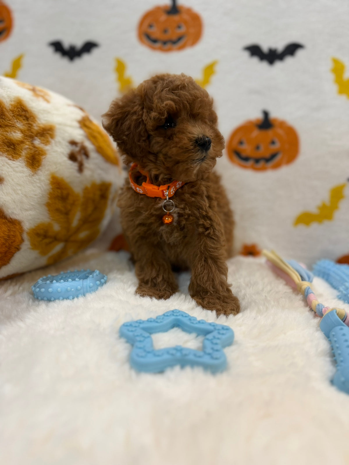 BENTLEY (AKC Toy Poodle)