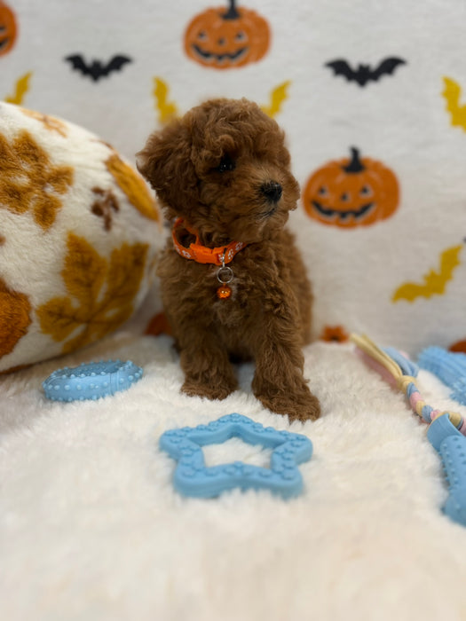 BENTLEY (AKC Toy Poodle)