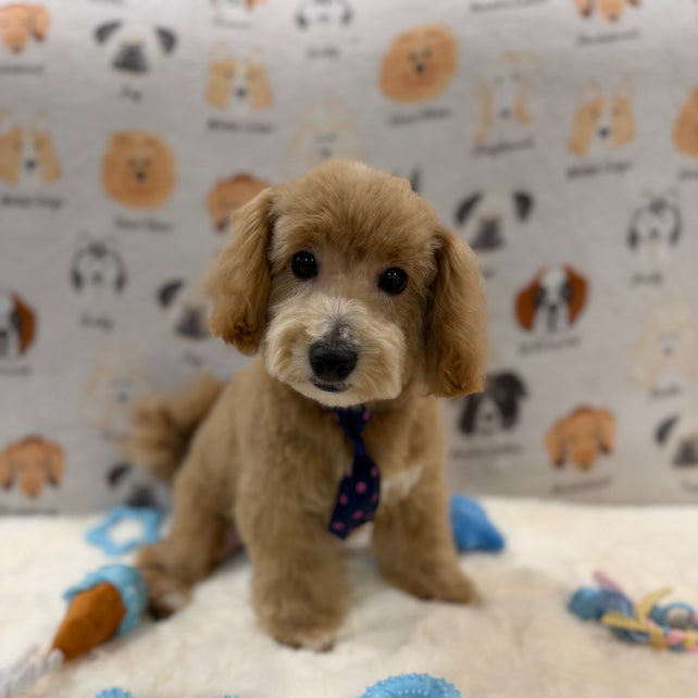 MILO (Bichon-Poodle)