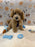 MILO (Bichon-Poodle)