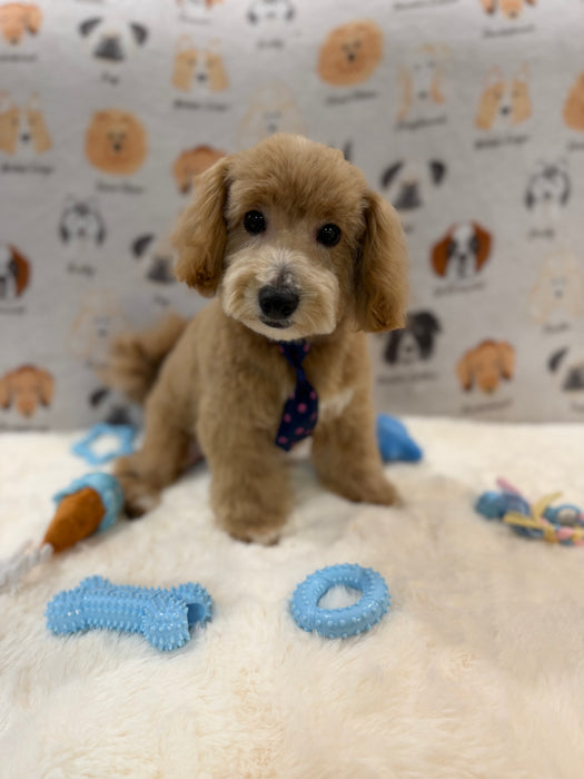 MILO (Bichon-Poodle)
