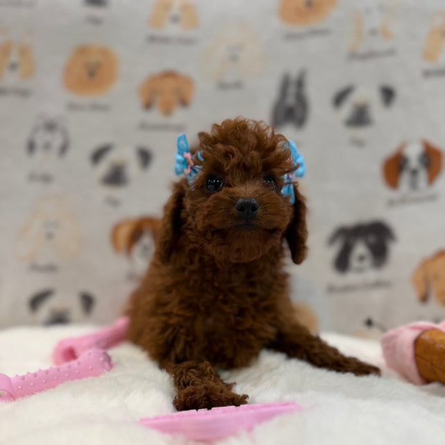 JESSY (Red AKC Toy Poodle)