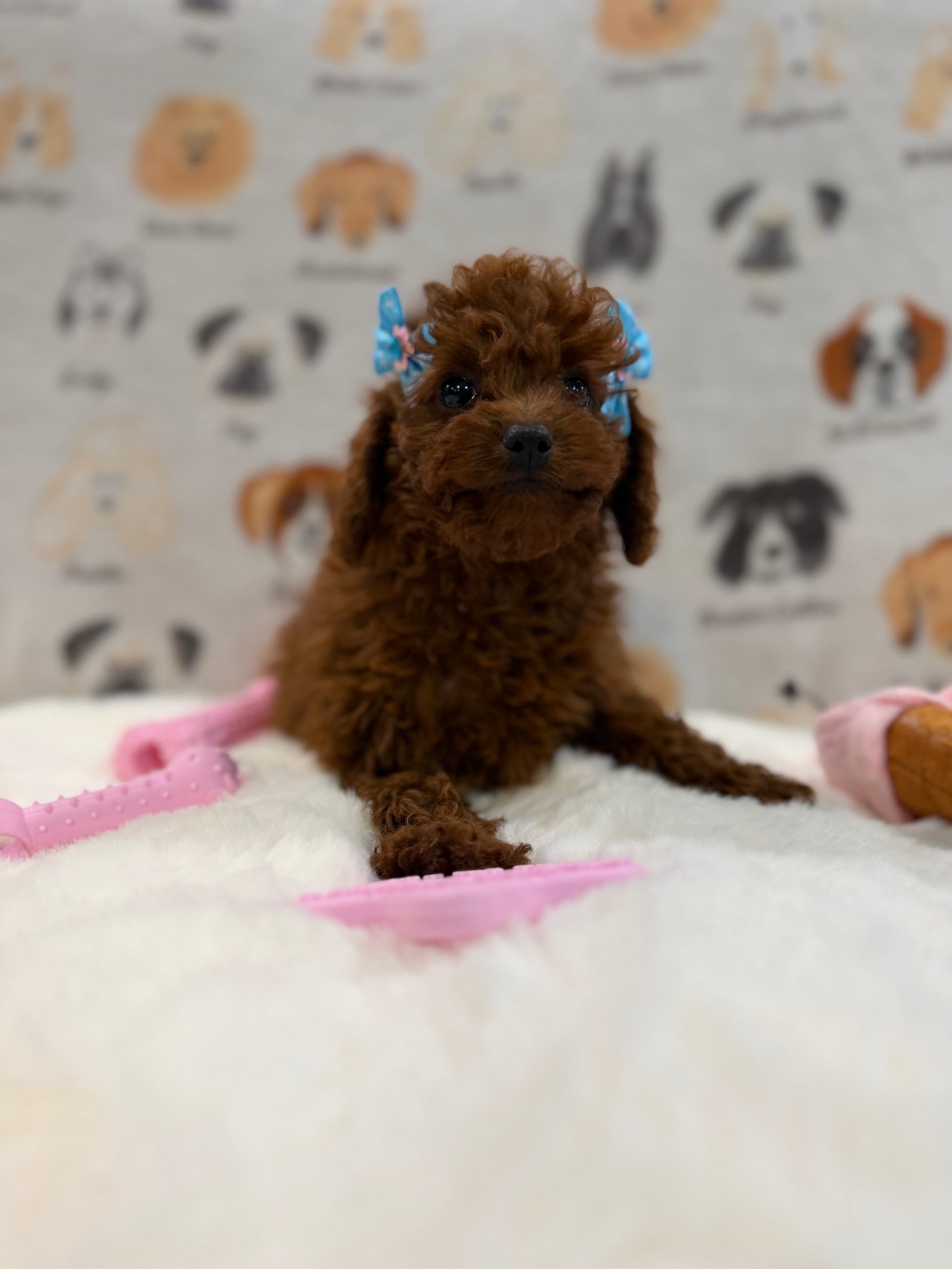 JESSY (Red AKC Toy Poodle)