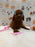 JESSY (Red AKC Toy Poodle)