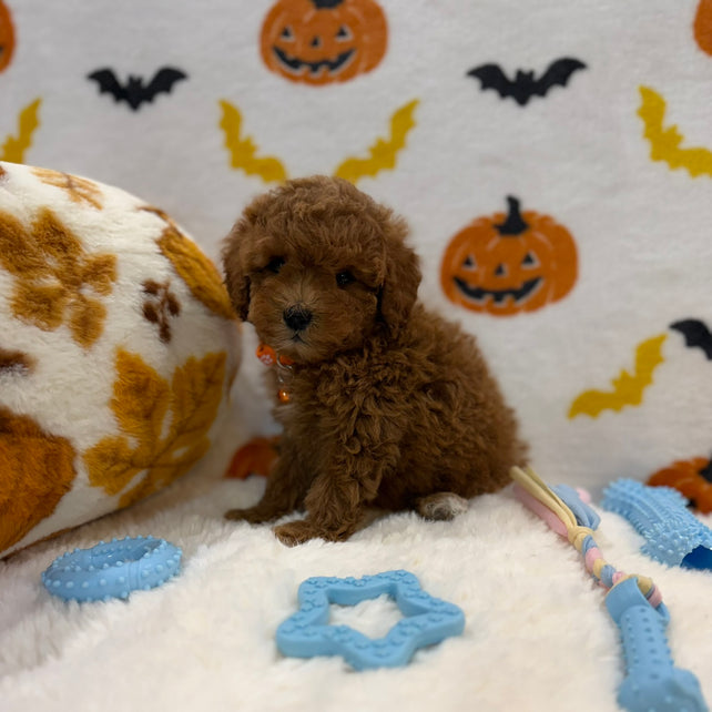 BENTLEY (AKC Toy Poodle)