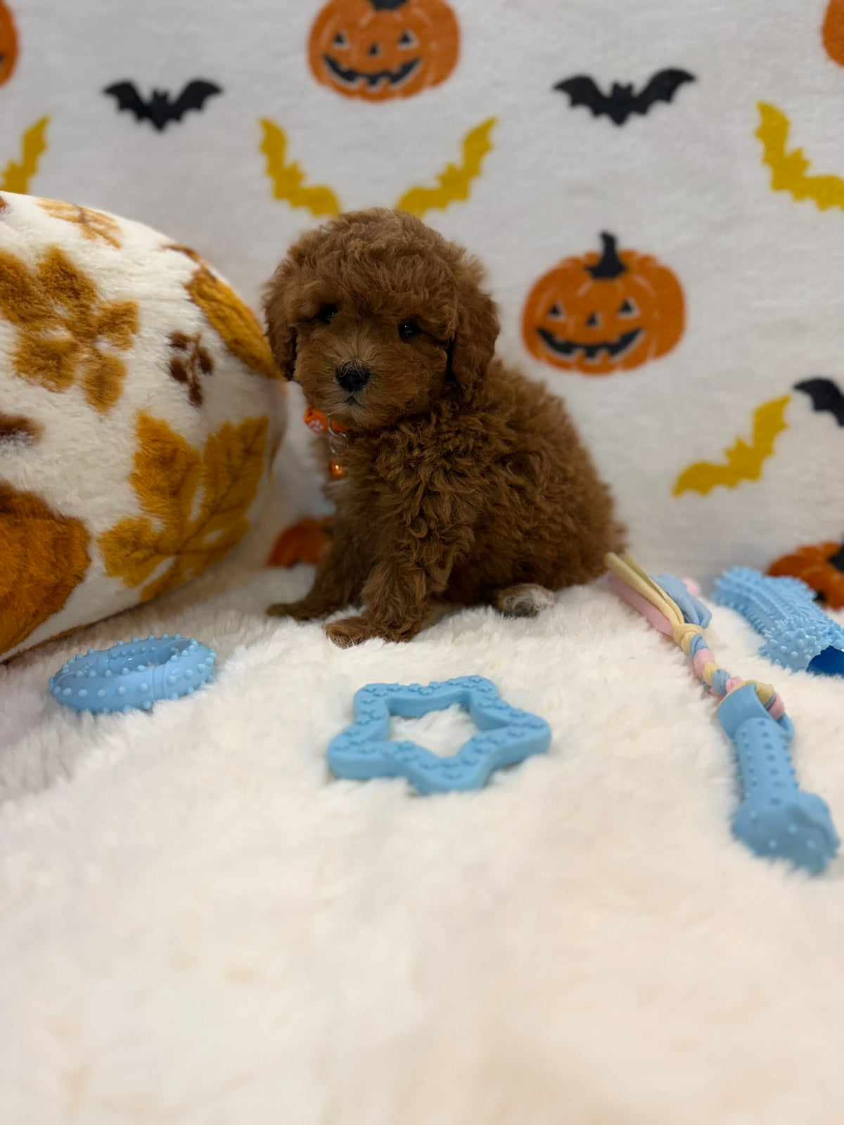BENTLEY (AKC Toy Poodle)
